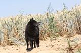 SCHIPPERKE 089